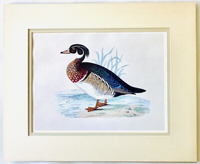 Matted Poster Art Print Wood Duck Bird Educational Vintage Decor