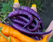 Purple Cayenne Pepper 10 Organic Seeds *Free Shipping*