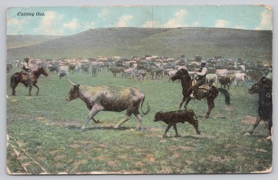 Cutting Out Cowboy Herd Cattle Ranch Western Scene Divided Back Postcard