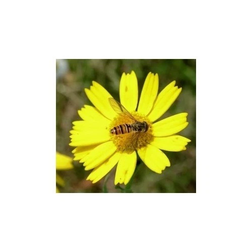 Corn Marigold Wild Flower Seed Native Meadow Bee Insect Friendly Garden Annual - Picture 4 of 5