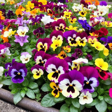 Pansy Matrix Mix Plants 10-Pack – Vibrant, Hardy Annual Flowers for Garden or Po