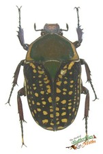 Megalorrhina Harrisi Peregrina Beetle SET x1 A- Entomology Specimen  Insect D2