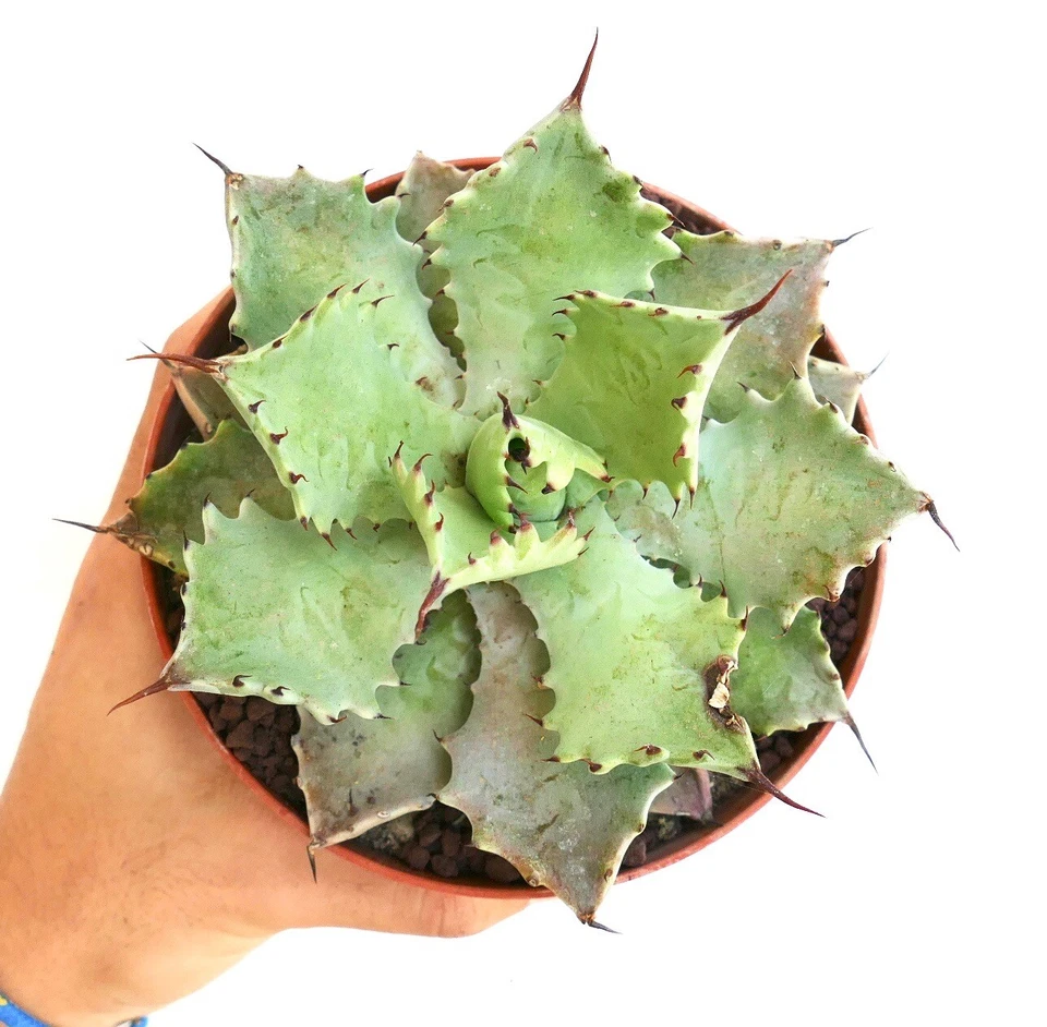 Agave verschaffeltii PALE GREEN clone 19ZA ex Thailand no variegated - Image 3 of 4