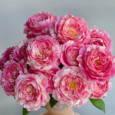 1 Packung mehrfarbig seltene Rosensamen im Topf Garten Blumensamen wählbar