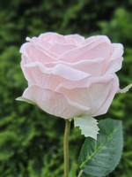 Artplants Kunstblume Rose Marnuk, Hellrosa, 60Cm