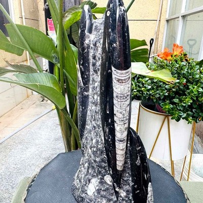 4.08LB Polished Orthoceras Fossil Multiple Specimen Plate Stone Matrix Healing