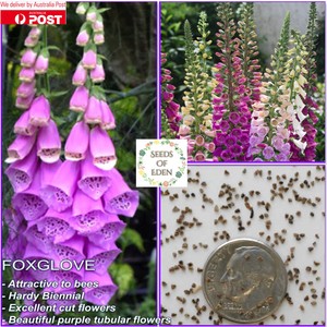 25 Purple Foxglove Seedsdigitalis Purpurea Popular Hardy Flower