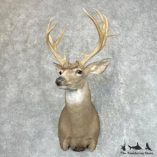 #24514 P | Mule Deer Taxidermy Shoulder Mount For Sale