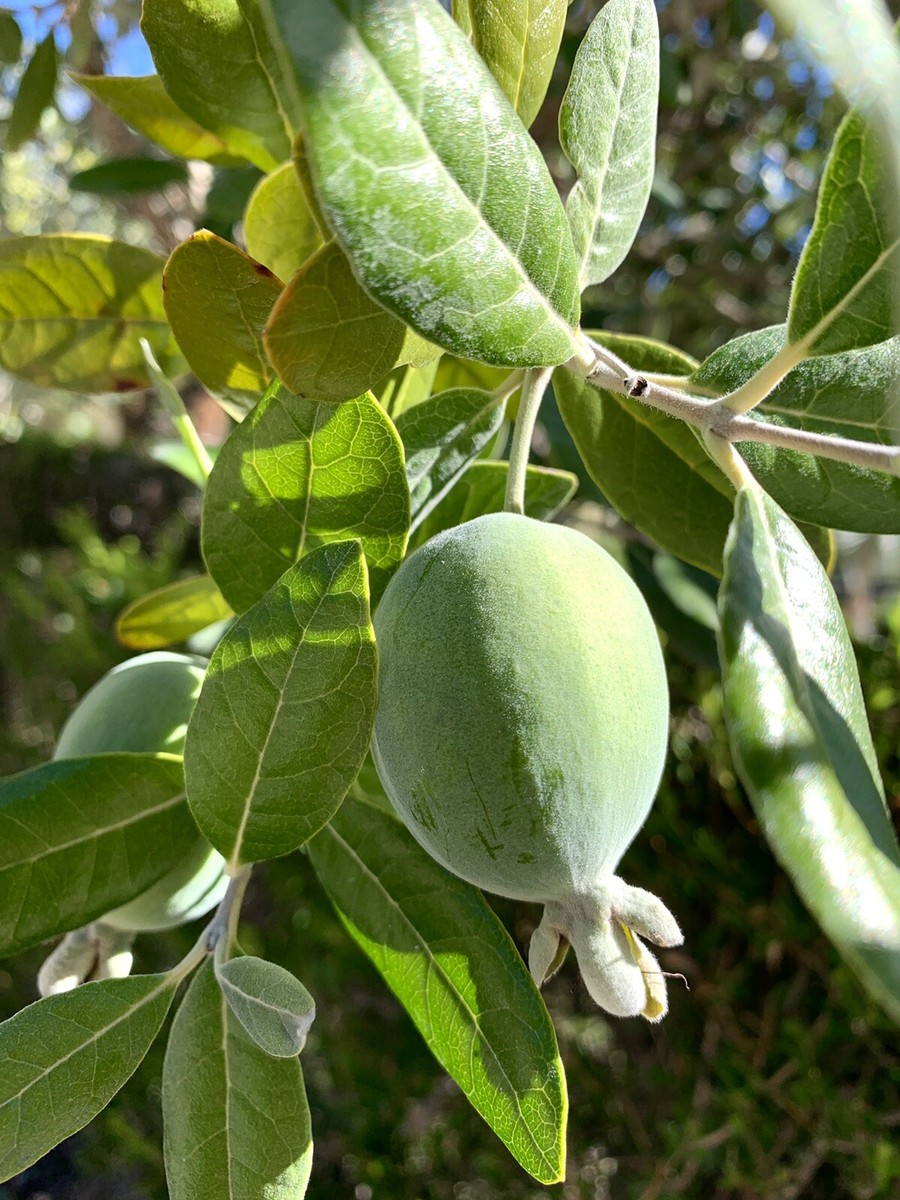Edenvale pineapple Guava 3 Cuttings or Scion Wood, no roots ,Feijoa sellowiana Edenvale pineapple Guava 3 Cuttings or Scion Wood, no roots ,Feijoa sellowiana