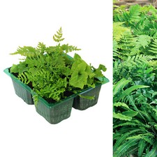 Hardy Fern Plant Mix - Garden Ready Mixed Evergreen Outdoor Shade Loving Plants