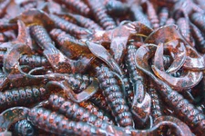 3" Motor Oil Red Sparkle Twister Tail Grubs Walleye Bass Plastic Fishing Lures