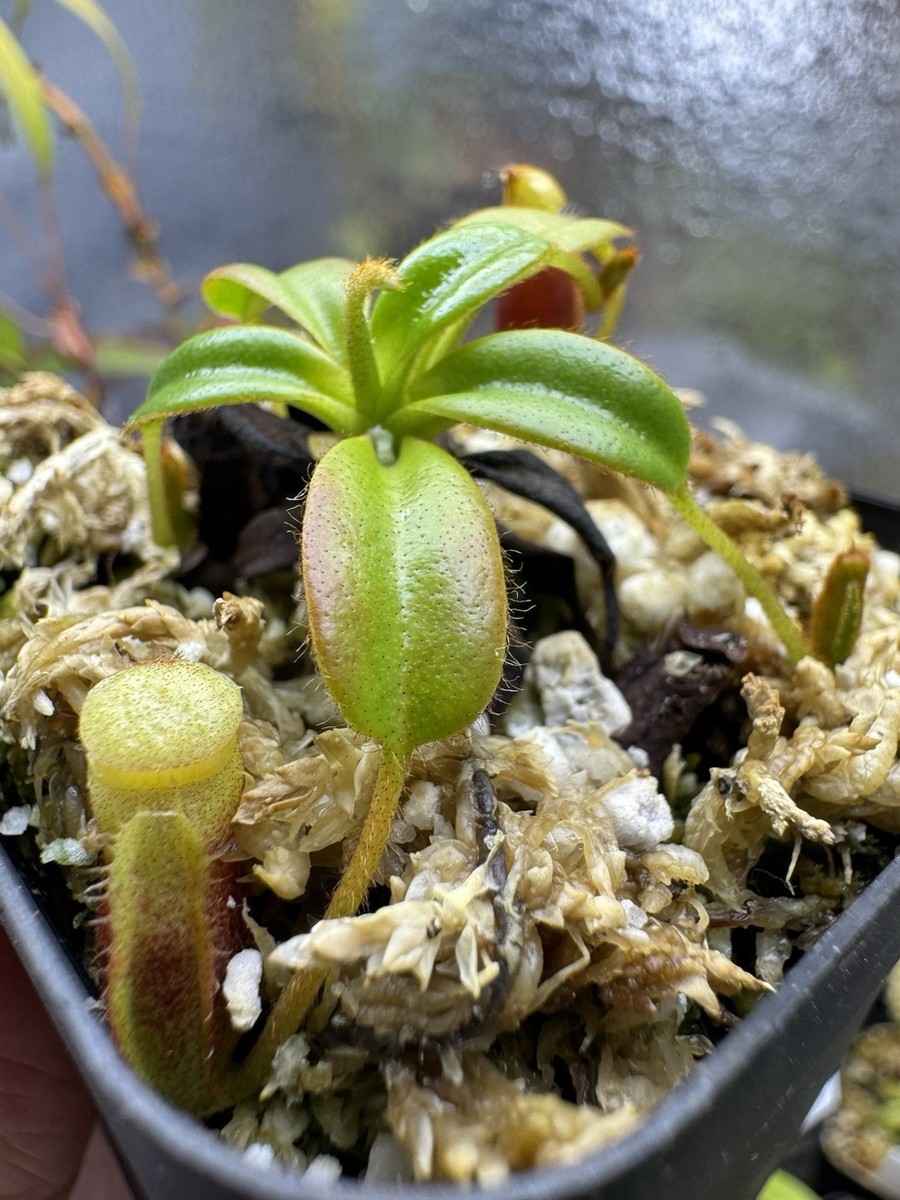 Vriesea 'Manoa Valley' 中株 Vriesea (Manoa Valley x Campari)