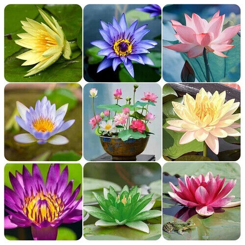 60 Pcs Mix Bonsai Bowl Lotus Seeds, Water Lilys Flower Plant, Lotus Seeds for...