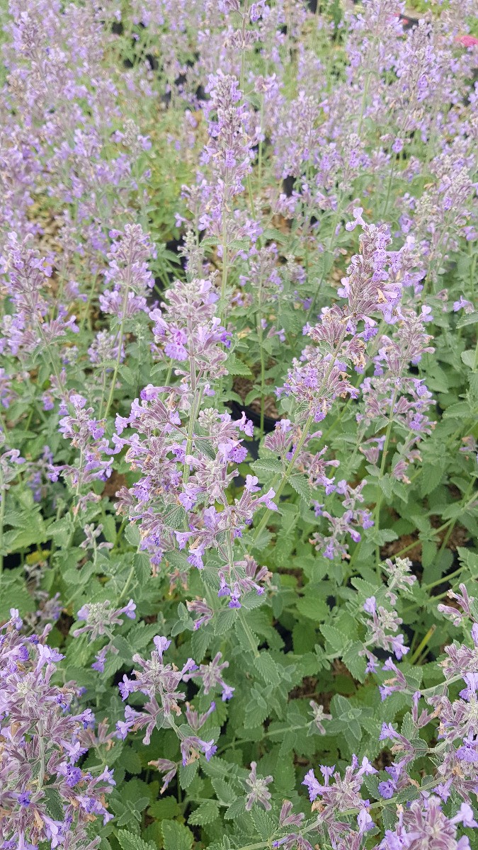 Menthe aux chats Six Hills Giant pour créer une bordure fleurie et parfumée