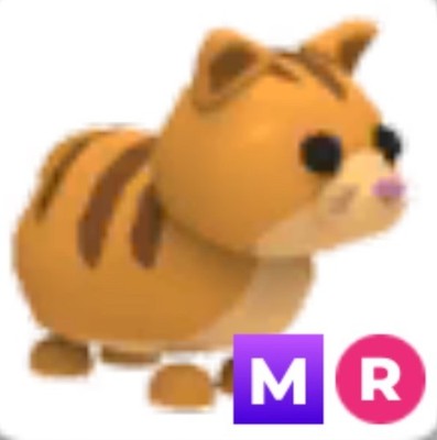 MR GINGER CAT/ ADM/ fast delivery/ cheap price/ adopt from me (READ DESCRIPTION)