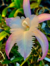 Cattleya David Sander Hybride Orchidee Orchideen Brassavola