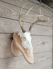 Hardwood Deer Buck European Skull Mount Plaque Pedestal Display Wall or Table