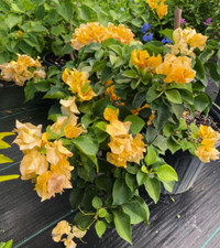 2 Live California Gold Bougainvillea Plant Yellow Paperflower Vine 4-6 Inch Tall