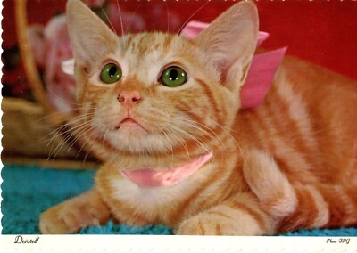 Devoted! Adorable Cat With Big Eyes & Pink Ribbon Postcard