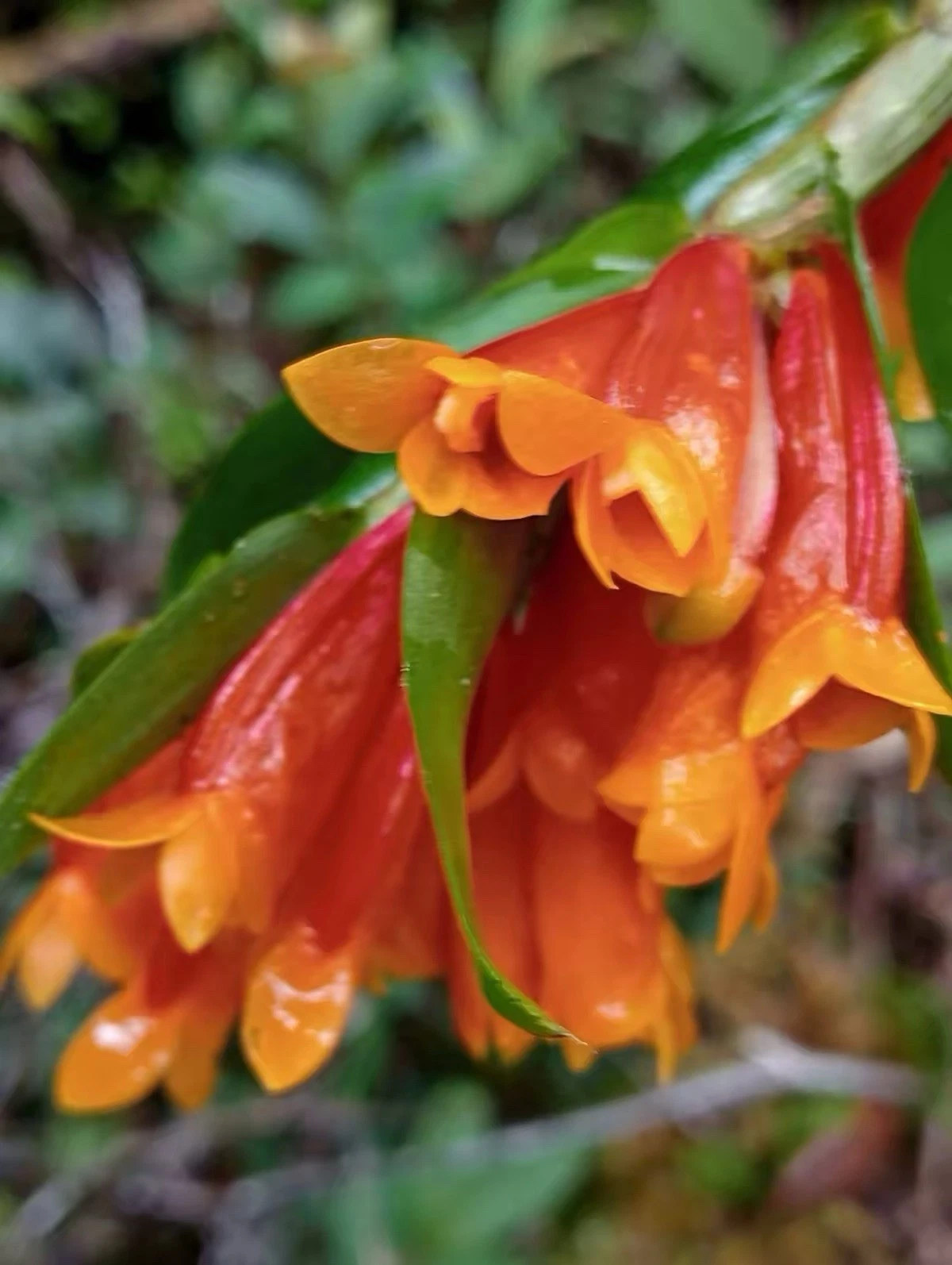Dendrobium subclausum Rolfe 1894 Rare Species Orchid from New Guinea
Opens in a new window or tab