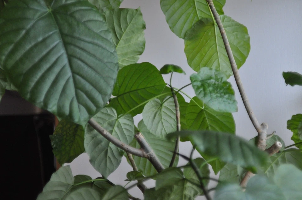 Tested! Contax Carl Zeiss Distagon T* 28mm F/2.8 AEJ MF Lens Exc+5 JAPAN #263532 - Image 3 of 4