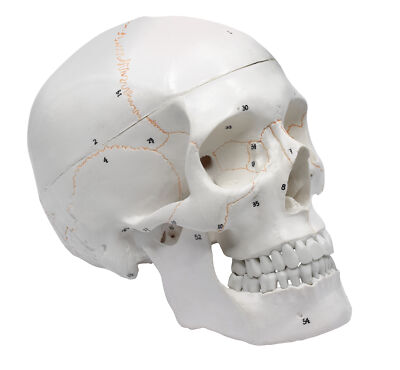 Human Adult Skull Anatomical Model, 3 Part - Numbered with Key Card - Eisco Labs