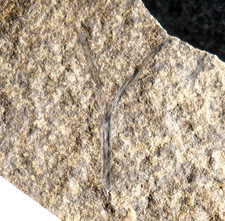 Museum quality very big Cooksonia oldest vascular Silurian fossil  land plant !