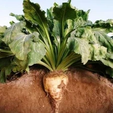 250 Sugar Beet Seeds beta vulgaris 