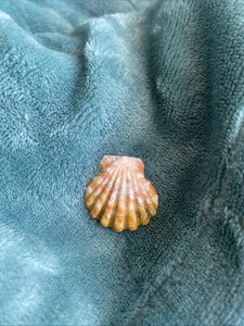 Hawaiian Sunrise Shells Orange Pink Tiger Stripes Quarter+ Size For Pendant