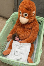 IKEA DJUNGELSKOG Orangutan Soft Toy - Brown - Brand New with Tags