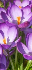 10x Crocus RUBY GIANT Bulbs Early Spring Blooms Hardy Perennial