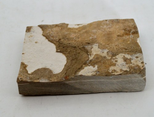 Diplomystus Fossil Fish with Note 100M Years Old - Picture 5 of 6