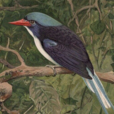 COMMON PARADISE KINGFISHER - Bird Antique Print Chromolithograph 1900 w Video