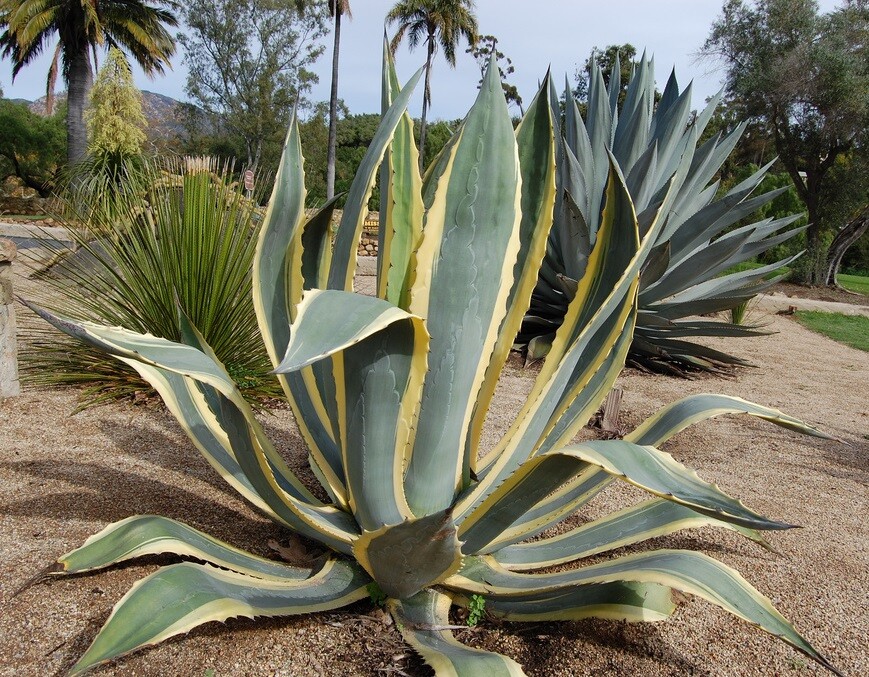 Agave Americana marginata seeds Attenuata cactus succulent