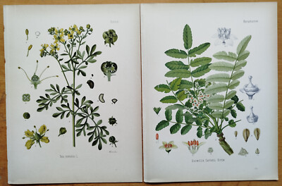 Quercus Populus etc. - 6 Botanical Prints Koehler Medicinal Plants - 1887