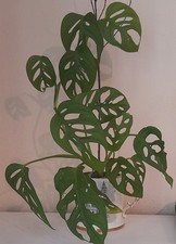 MONSTERA OBLIQUA RARE PLANT - MINATURE HOUSEPLANT TERRANIUM Tropical climbing