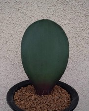 haemanthus nortieri, near flowering size 5 cm in diameter