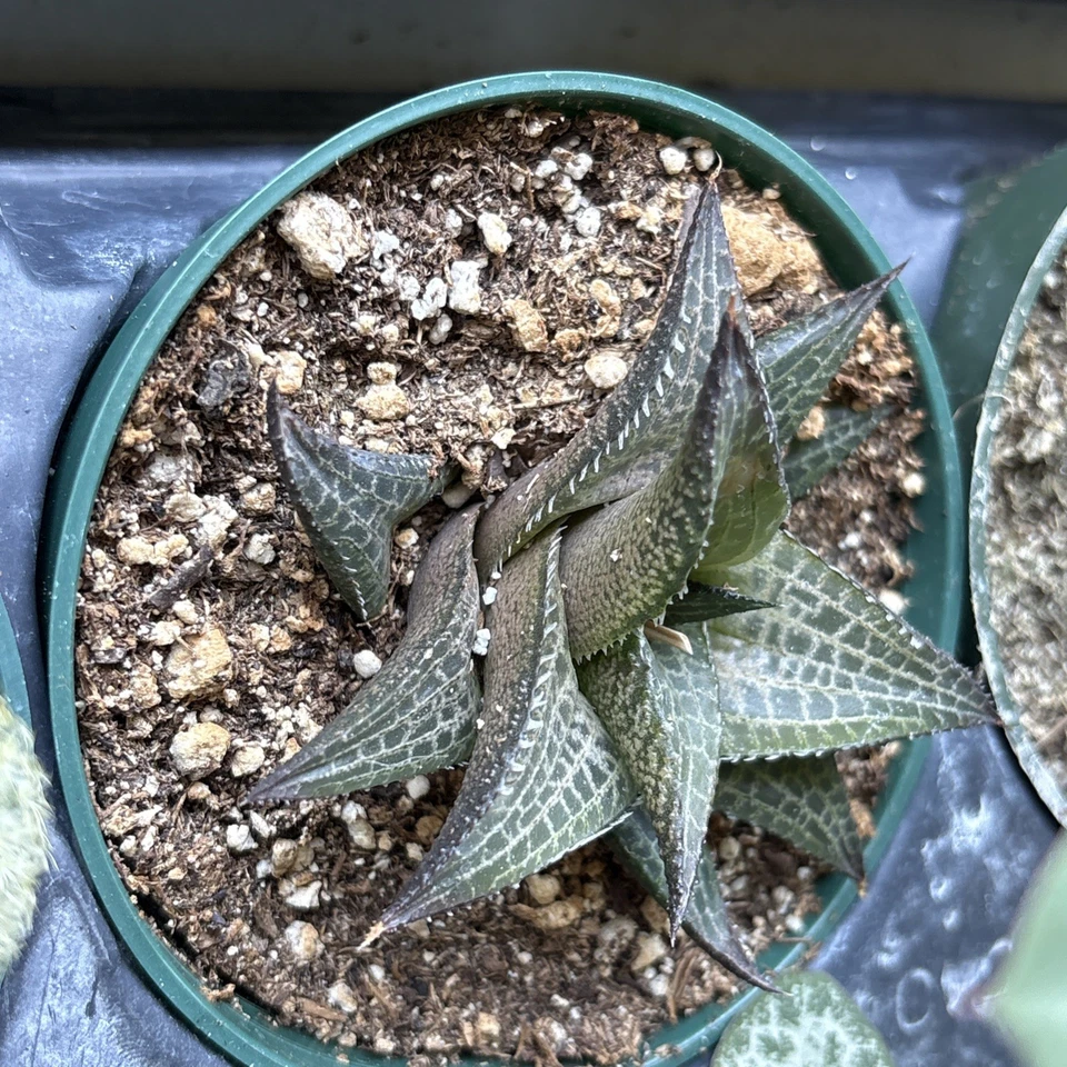 Planta viva suculenta - Haworthia Venosa Tessellata - En maceta de 4 '' Foto 3 de 4