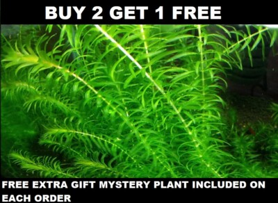 #ad #ad Anacharis Elodea Densa Live Aquarium Plants one bunch BUY 2 GET 1 FREE $9.99