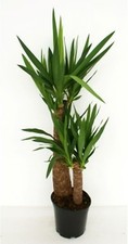 Yucca Tronchetto della felicità pianta di Yucca altezza 80/100cm - vaso 19