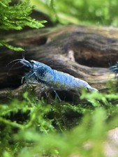Home-Bred Blue Bolt Caridina Crystal Bee Shrimp 12 2 S-SSS Grade