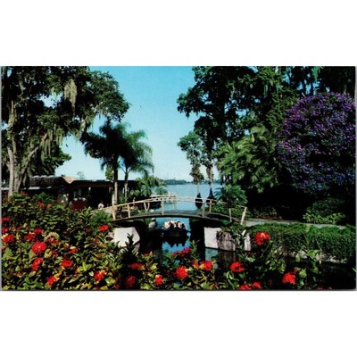 Flowering Tibouchina Tree Cypress Gardens Florida Postcard PC368