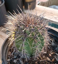 Carnegiea gigantea Larger Saguaro Cactus Pride of the Southwest USA 131
