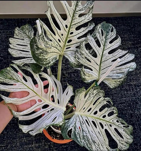Monstera Variegata Samen | eBay