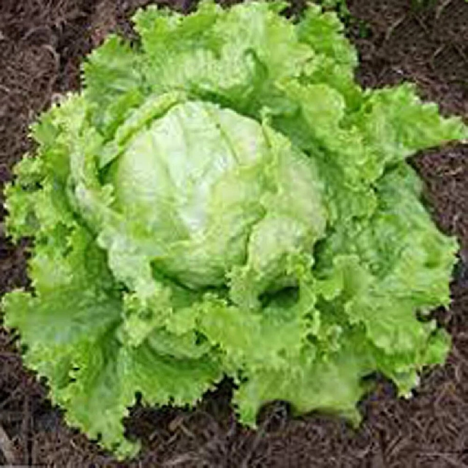 🥬 LAITUE BATAVIA BLONDE DE PARIS 300 Graines | Pomme Volumineuse & Croquante - Photo 1/1