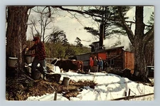 Maple Sugar Time In New England, Tapping The Tree, Bulls, c1971 Vintage Postcard