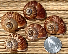 5 FERNANDEZI SNAIL SEA SHELLS - COLLECTING, CRAFTING OR HERMIT CRAB