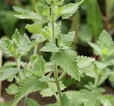 1500+ Catnip Seeds (Nepeta cataria) - Herb Seeds | USA FREE SHIPPING!