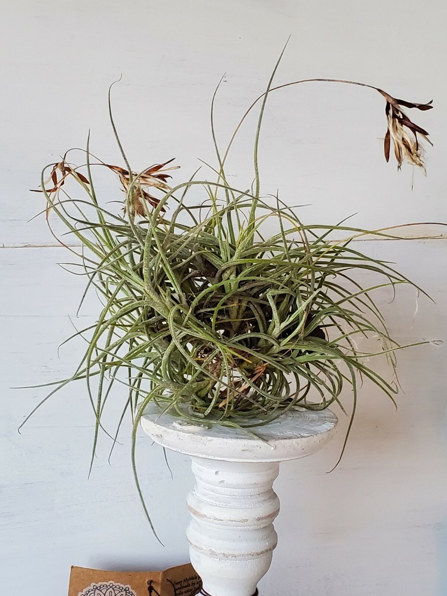 LARGE Live Florida Air Plant Tillandsia /Organic Cluster