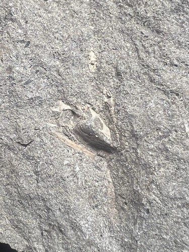 Rare Unprepared Crab in Nodule Cretaceous Age From Vancouver Island Canada - Picture 4 of 6